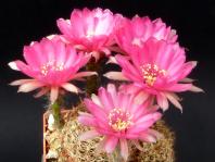 Thumbnail of 1461_Lobivia peclardiana_20120517(1).jpg